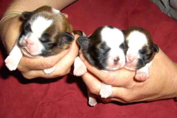 Gloria Puppies