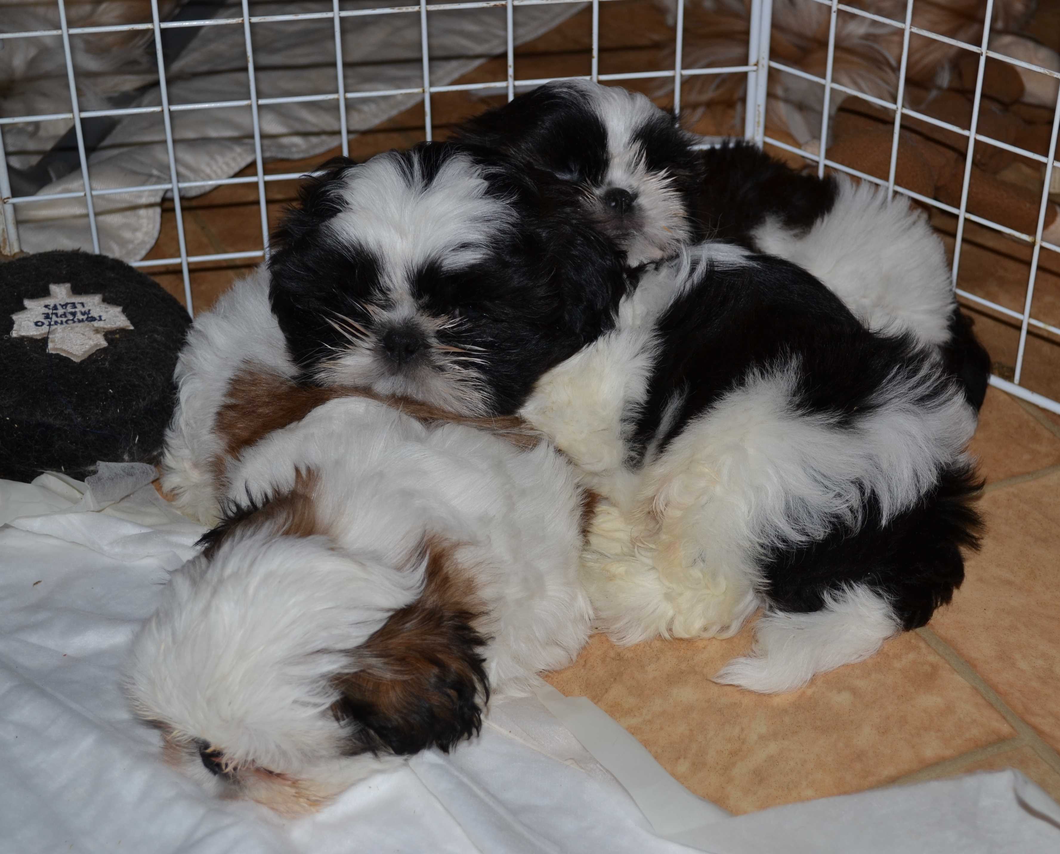 December 2012 Pups