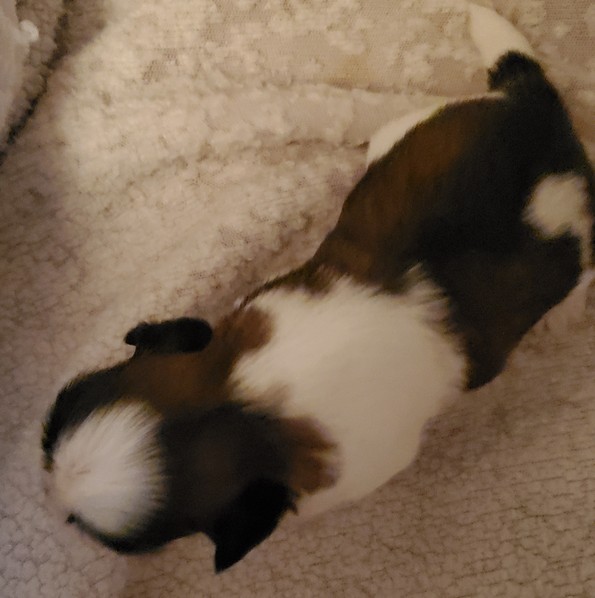 Male 1 - Golden Panda