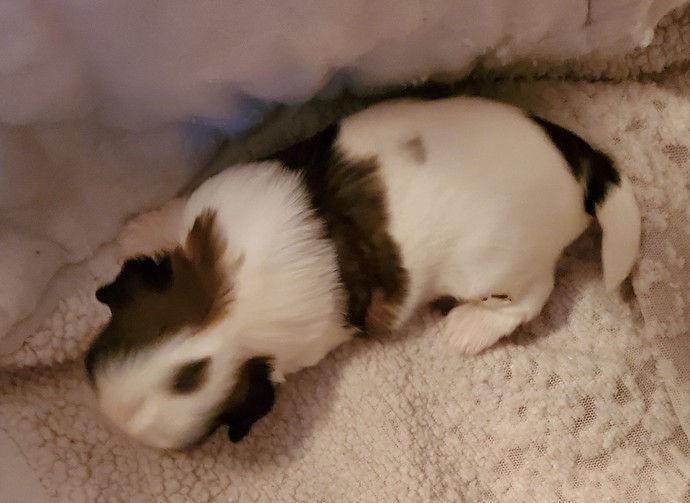 Male 2 - Dot