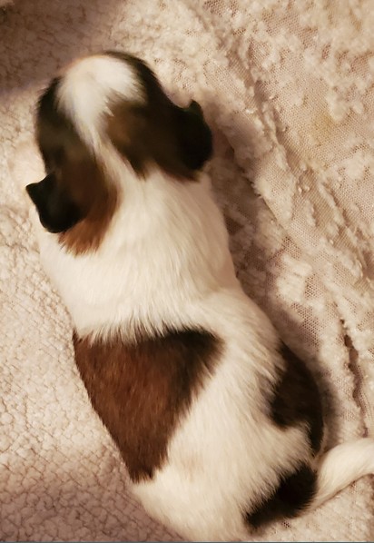 Male 3 - Zig zag